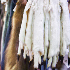 Pelts of ermine