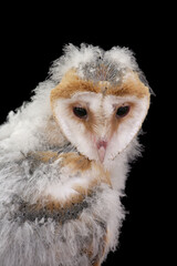 Barn Owl