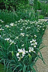 Peaceful planting of white Iris sibirica in a reflective garden