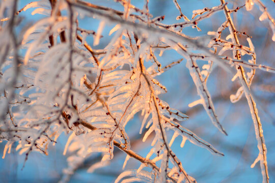 Branches in ice in the evening sun rays