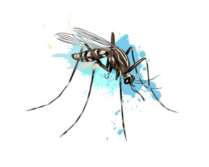 Mosquito from a splash of watercolor, colored drawing, realistic. Vector illustration of paints