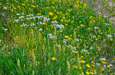 Allium neapolitanum Neapoliitan Garlic growing wild