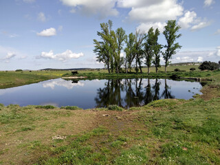 Chopos del estanque en primavera