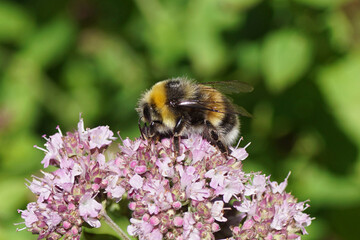 Male white-tailed bumblebee (Bombus lucorum), family Apidae on the flowers of sweet marjoram (Origanum). Family Mints (Labiatae of Lamiaceae). July, in a Dutch garden.
