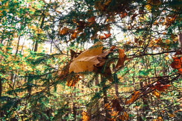 Yellow Leaves in the Autumn Forest Background
