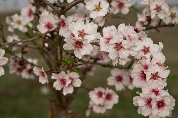 Almond tree blossoms