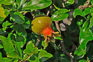 Punica granatum pomegranate close up of fruit forming
