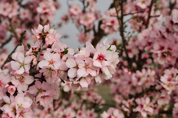 Almond tree blossoms pink flowers