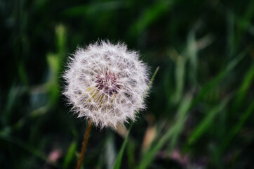 Dandelion in the grass.