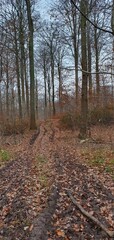 autumn in Forest
