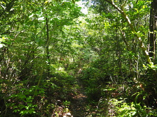 初夏の尾張本宮山の山道