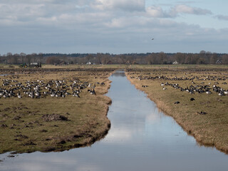Thousands of geese in Dutch polder landscape