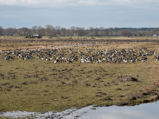 Thousands of geese in Dutch polder landscape
