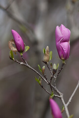 Pink magnolia blossom