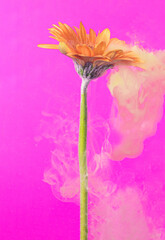 Acrylic yellow paints inside the water on a magenta background. Watercolor style and abstract spring image of orange gerbera daisy flower.