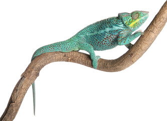 Panther Chameleon