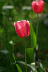 Tulipe rose au jardin