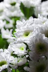 white chrysanthemum flowers, bunch of cut natural flowers, close-up