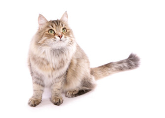Brown tortoiseshell Siberian Cat