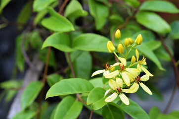 flowers from Tristellateia australasiae A. Rich aka Maiden's Jealousy, Galphimia Vine, Golden Rod, Australian Gold Vine. close-up with selective focus and blurred background