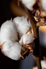 Baumwollpflanze Nahaufnahme