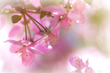 spring background, blooming apple tree, red flowers of apple tree