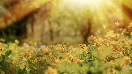 celandine flowers in the spring in the forest, medicinal grass in nature, backlighting illuminates the silt of flowers