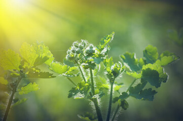 spring background, green plant fresh leaves in nature, backlight illuminates the villi on the plant