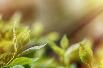 spring background, green plant fresh leaves in nature, spring mood