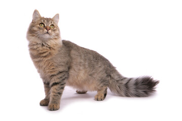 Brown tabby Siberian Cat