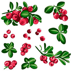 collection of red cranberry patterns. berry pattern