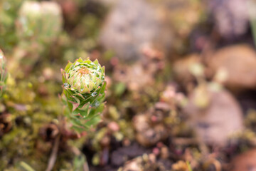 Young sprout of the golden root in dew (Rhodiola rosea) in the vegetable garden. Alternative medicine plants