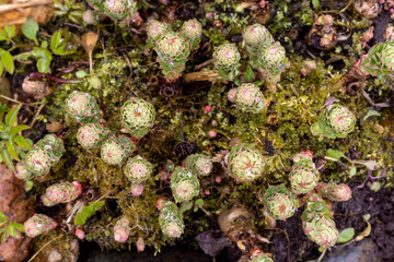 Young sprouts of the golden root in dew (Rhodiola rosea) in the vegetable garden. Alternative medicine plants