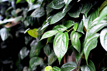 selective focus on Piper betel leaves, commonly consumed in Asia, especially India as betel quid or in paan for tradition