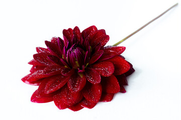 Bright red dahlia in water drops. Beautiful flower background