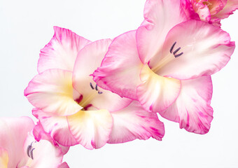 White-pink inflorescence of gladiolus on a white background. Delicate flowers