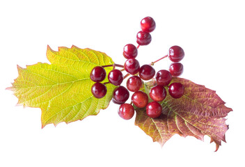 Viburnum berries bunch with foliage isolated on white. Orchard autumn harvest
