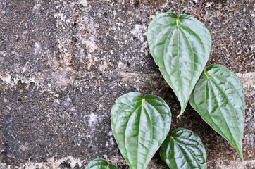 selective focus on Piper betel leaves, commonly consumed in Asia, especially India as betel quid or...