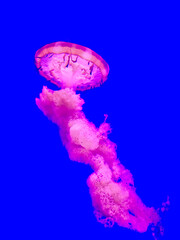 meduse_01