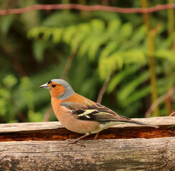 A Chaffinch perched on a wooden fence in the countryside. Scientific name Fringilla coelebs.