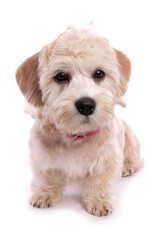 Dandie dinmont terrier