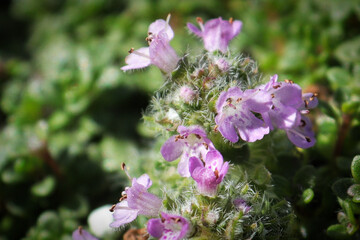 Macro of elfin minature creeping thyme with flowers