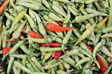 Capsicum annuum devil chili tree in a garden, from India and bangladesh. aka 
