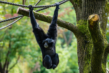 Affe hängt an einem Seil nahe eines Baumes
