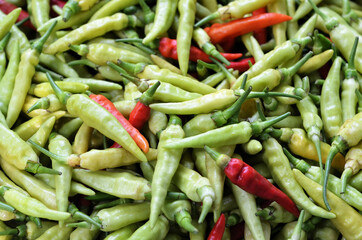 Capsicum annuum devil chili tree in a garden, from India and bangladesh. aka 