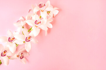 Beautiful white orchid flower on pink background. Close-up, copy space.