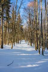 Naklejka premium Snowy forest trail in Romanian Carpathian mountains in winter