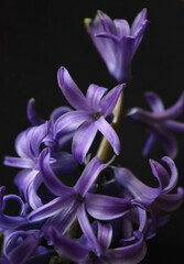 purple hyacinth flower isolated on a black , minimal   floral arrangement 