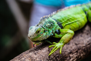 Grüner Leguan