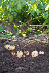 Pile of newly harvested potatoes - Solanum tuberosum on field. Harvesting potato roots from soil in homemade garden. Organic farming, healthy food, BIO viands, back to nature concept.